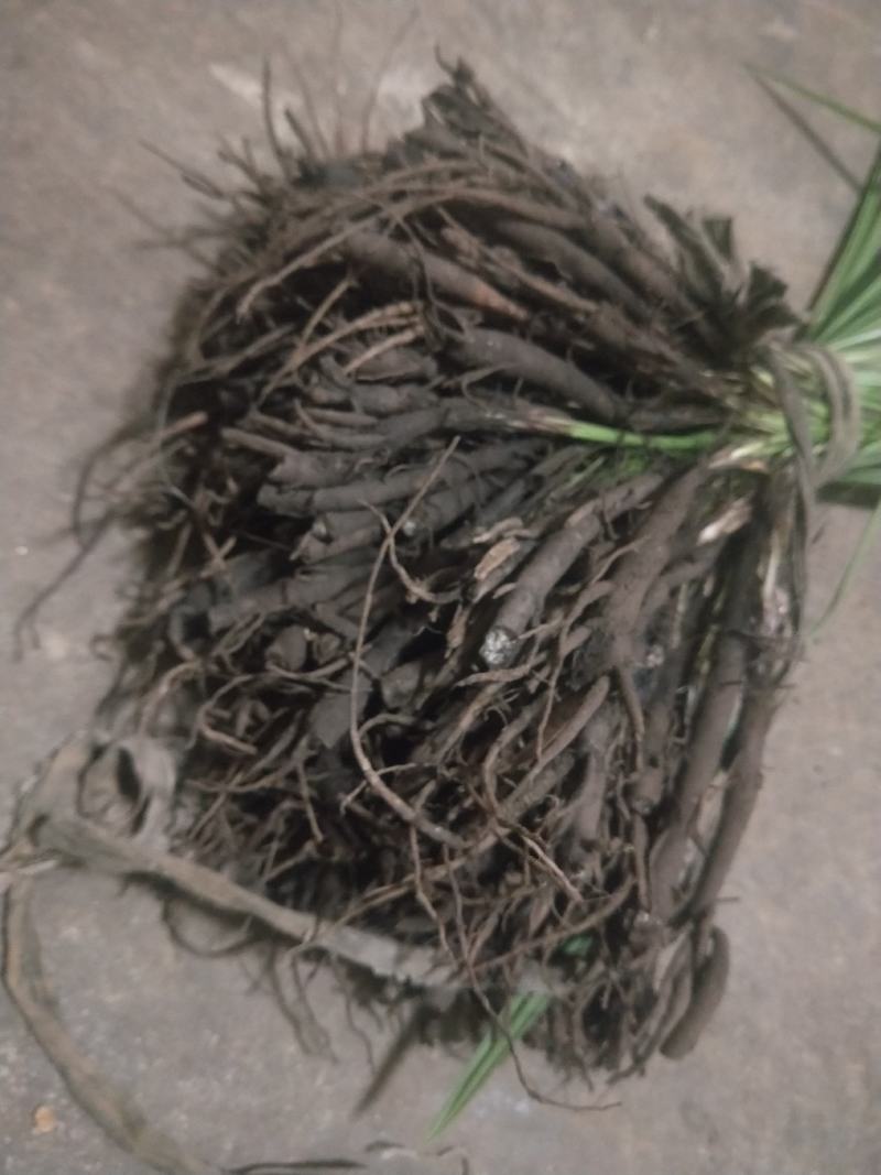 仙茅