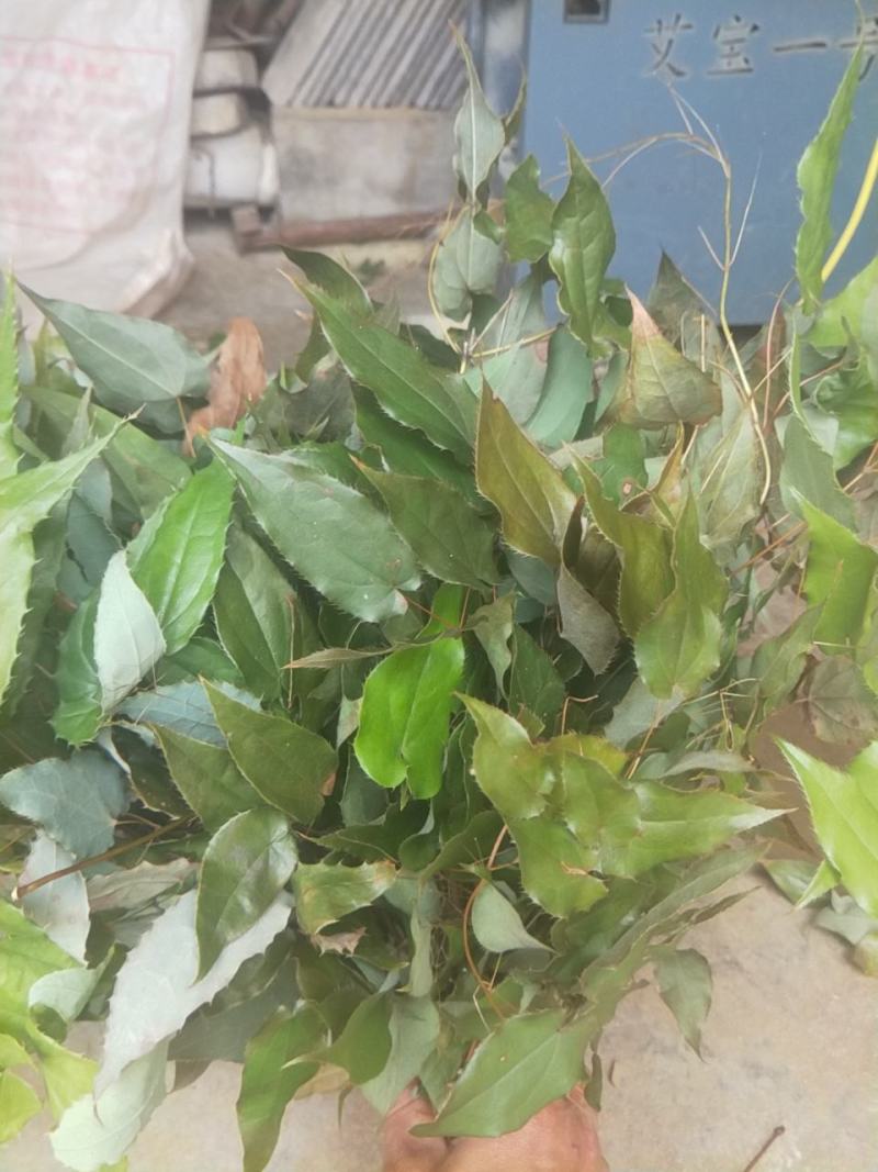 箭叶，淫羊藿