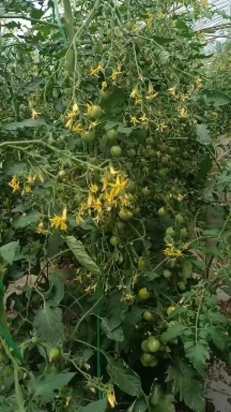小番茄