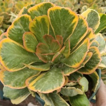 扇贝麒麟锦，特色植物。有12装15装一颗装，一件也是批发