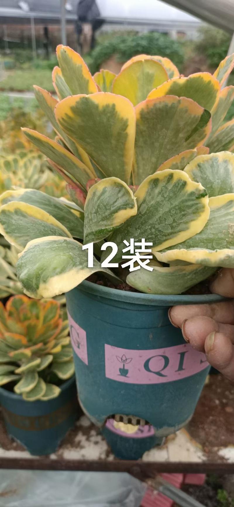 扇贝麒麟锦，特色植物。有12装15装一颗装，一件也是批发
