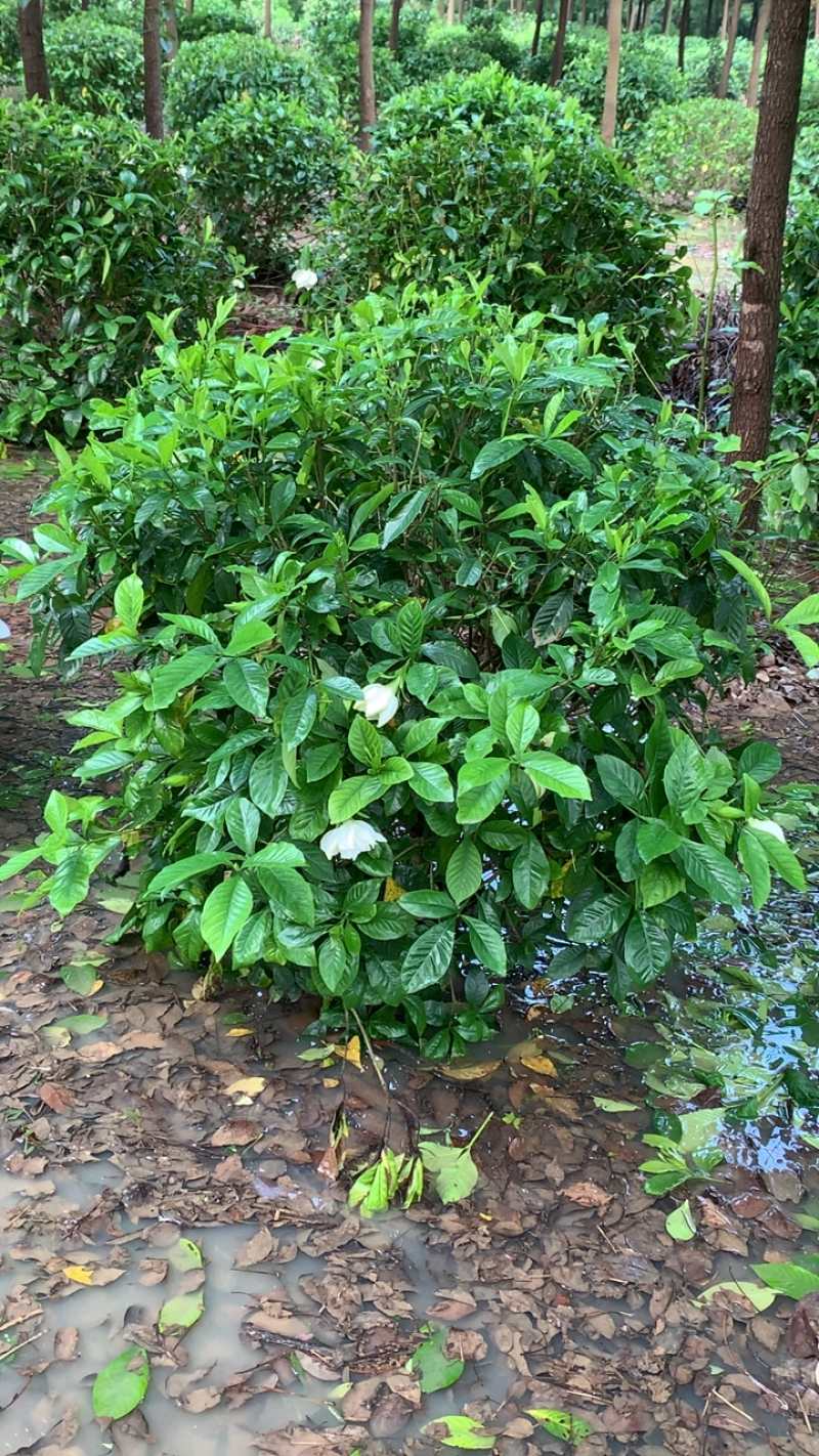 这里有一片灿烂白，只是在等待中，栀子花，精品待开放