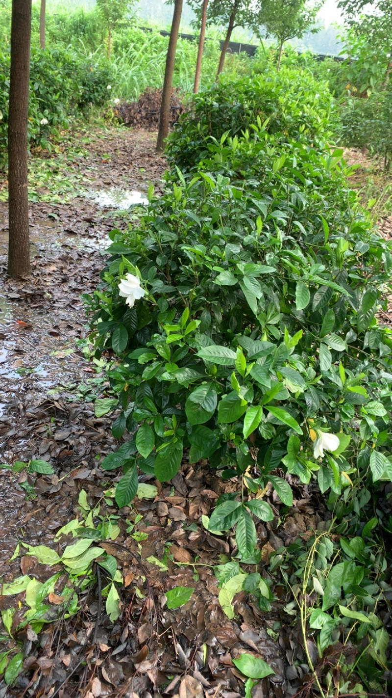 这里有一片灿烂白，只是在等待中，栀子花，精品待开放