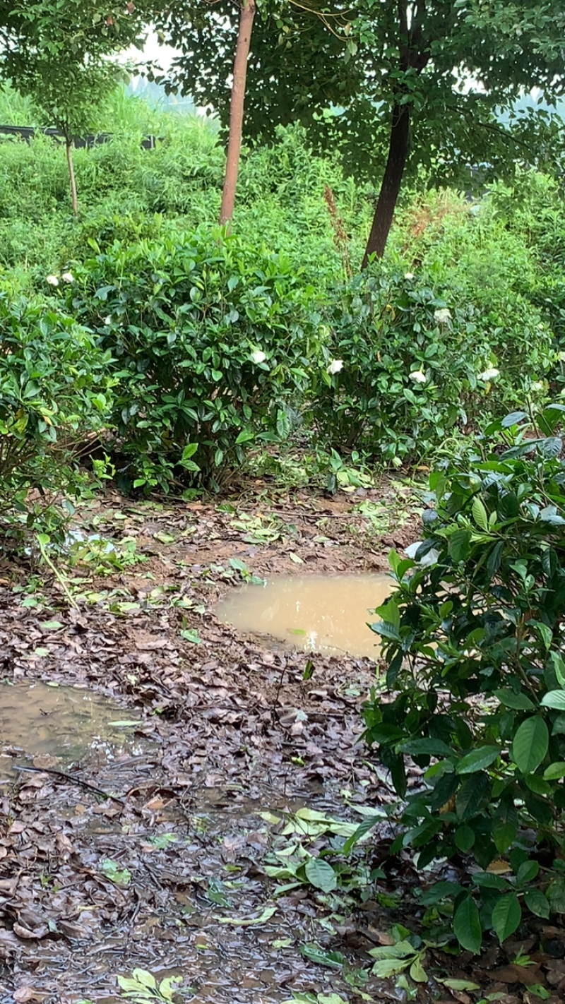 这里有一片灿烂白，只是在等待中，栀子花，精品待开放