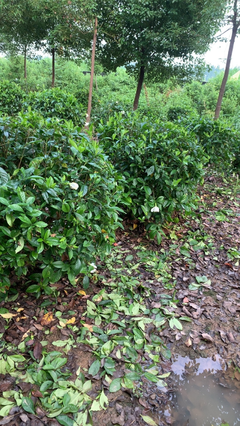 这里有一片灿烂白，只是在等待中，栀子花，精品待开放