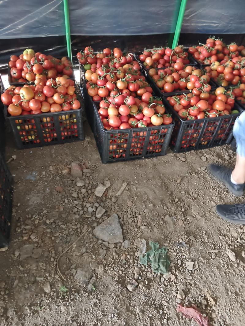 精品西红柿串果，单果大量上市，有需要的老板过来看看
