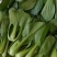 油菜