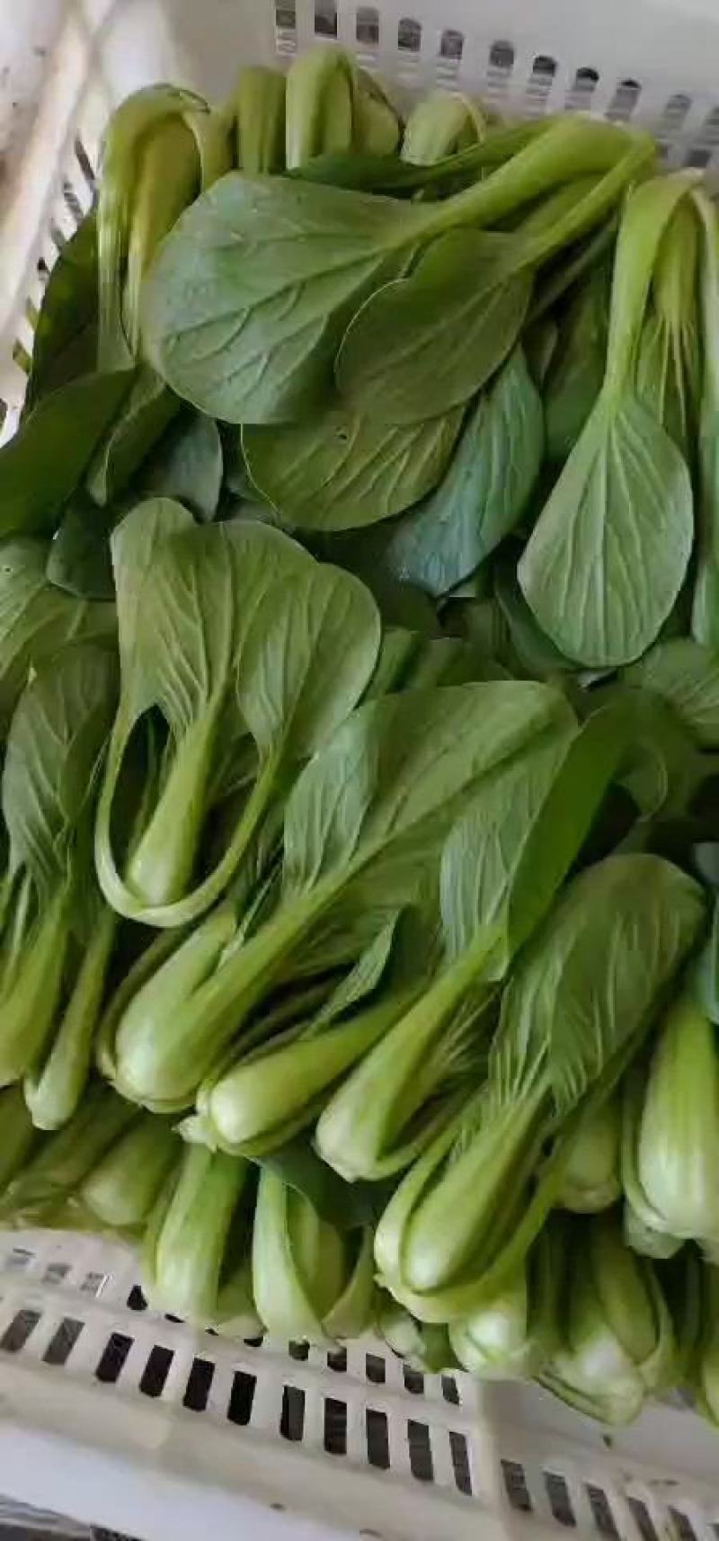 油菜