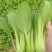 油菜