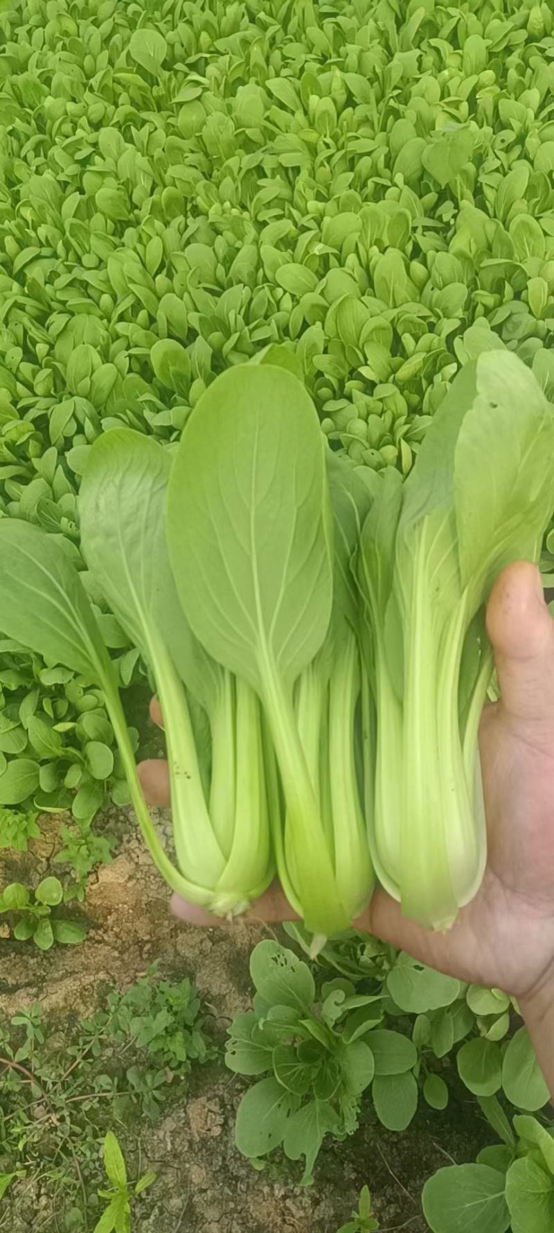 油菜