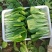 油菜