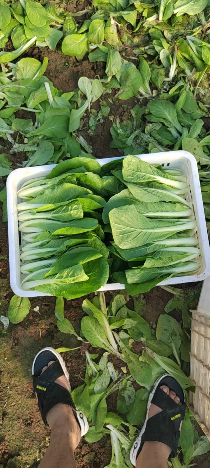 油菜