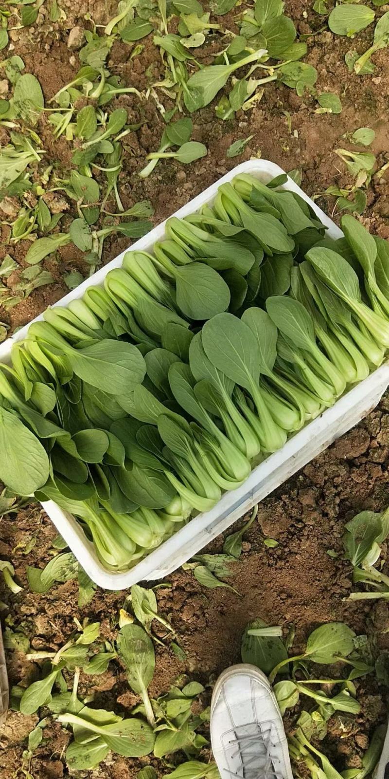 油菜
