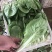 快菜，小白菜，奶白菜，新鲜采摘，大量上市，量大从优
