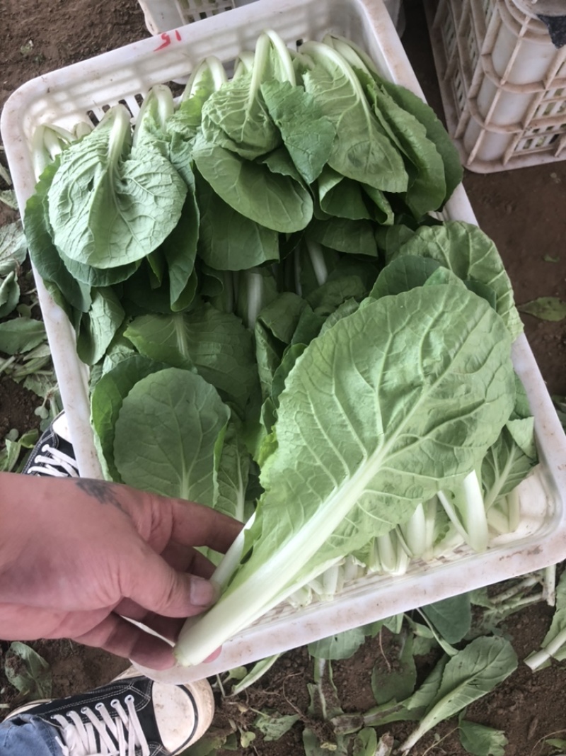 快菜，小白菜，奶白菜，新鲜采摘，大量上市，量大从优