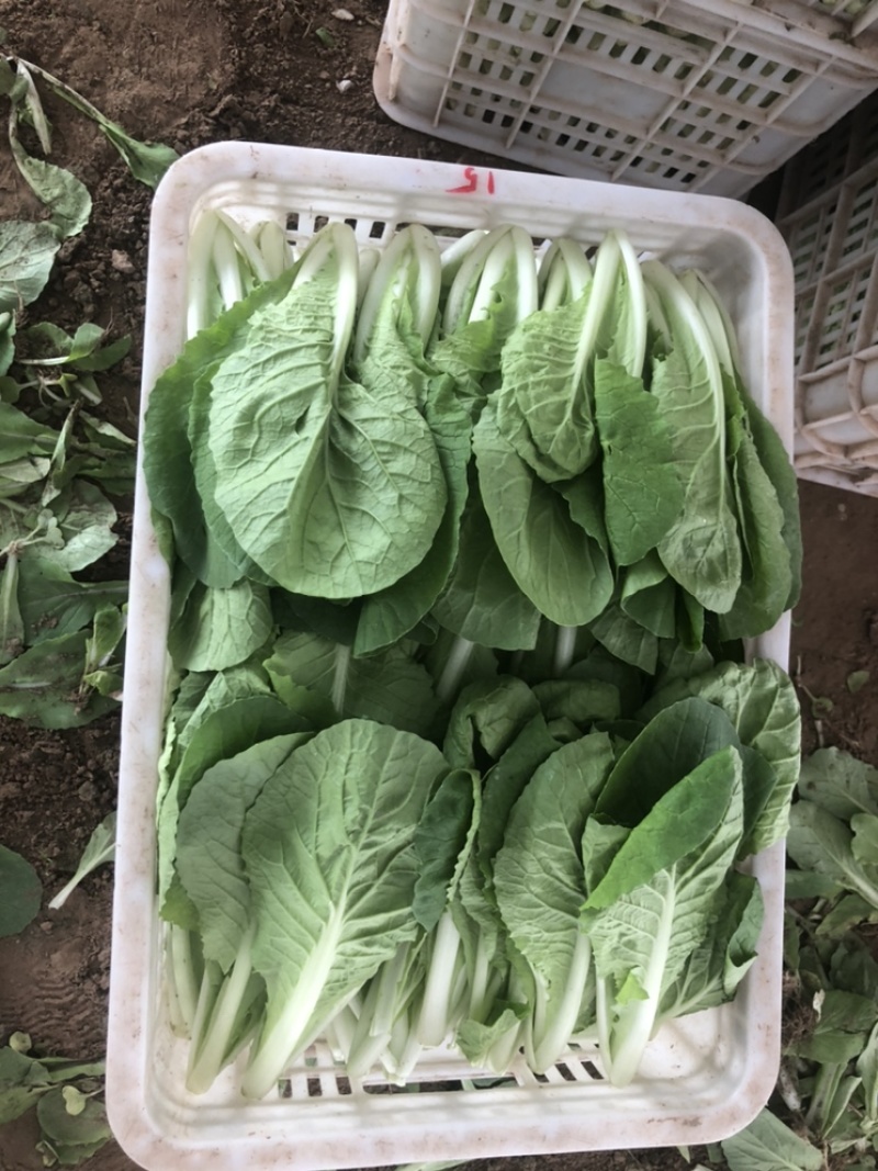 快菜，小白菜，奶白菜，新鲜采摘，大量上市，量大从优