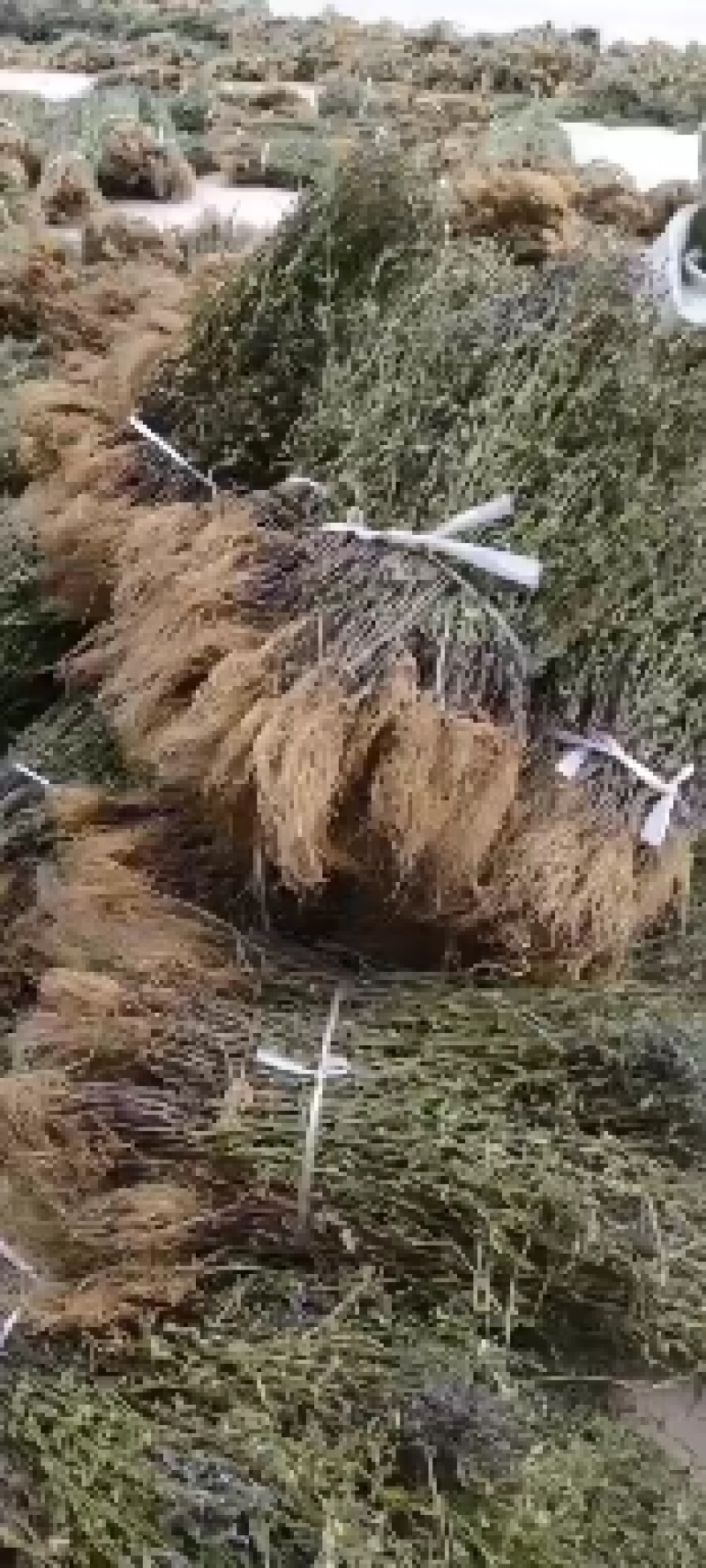 带根半枝莲
