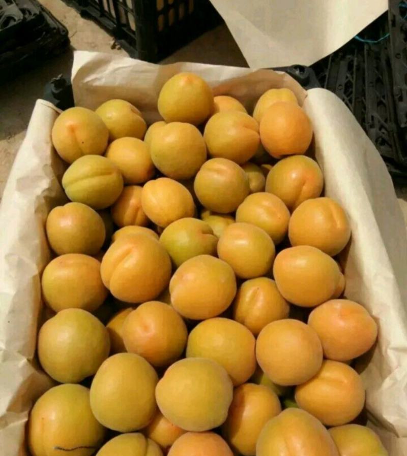 杏，河北杏，麦黄杏，菜籽黄杏，大量下上树了，海量货源