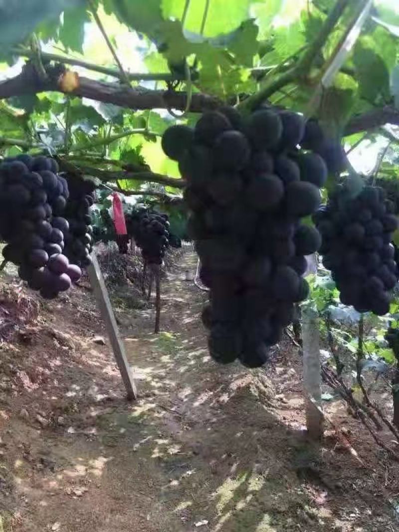 辽宁巨峰葡萄大量上货产地直发口感甜耐运输欢迎选购