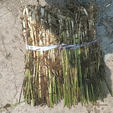 芦苇大量上货产地一手货源品质保证量大优惠