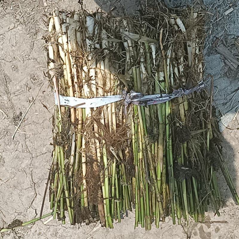 芦苇大量上货产地一手货源品质保证量大优惠
