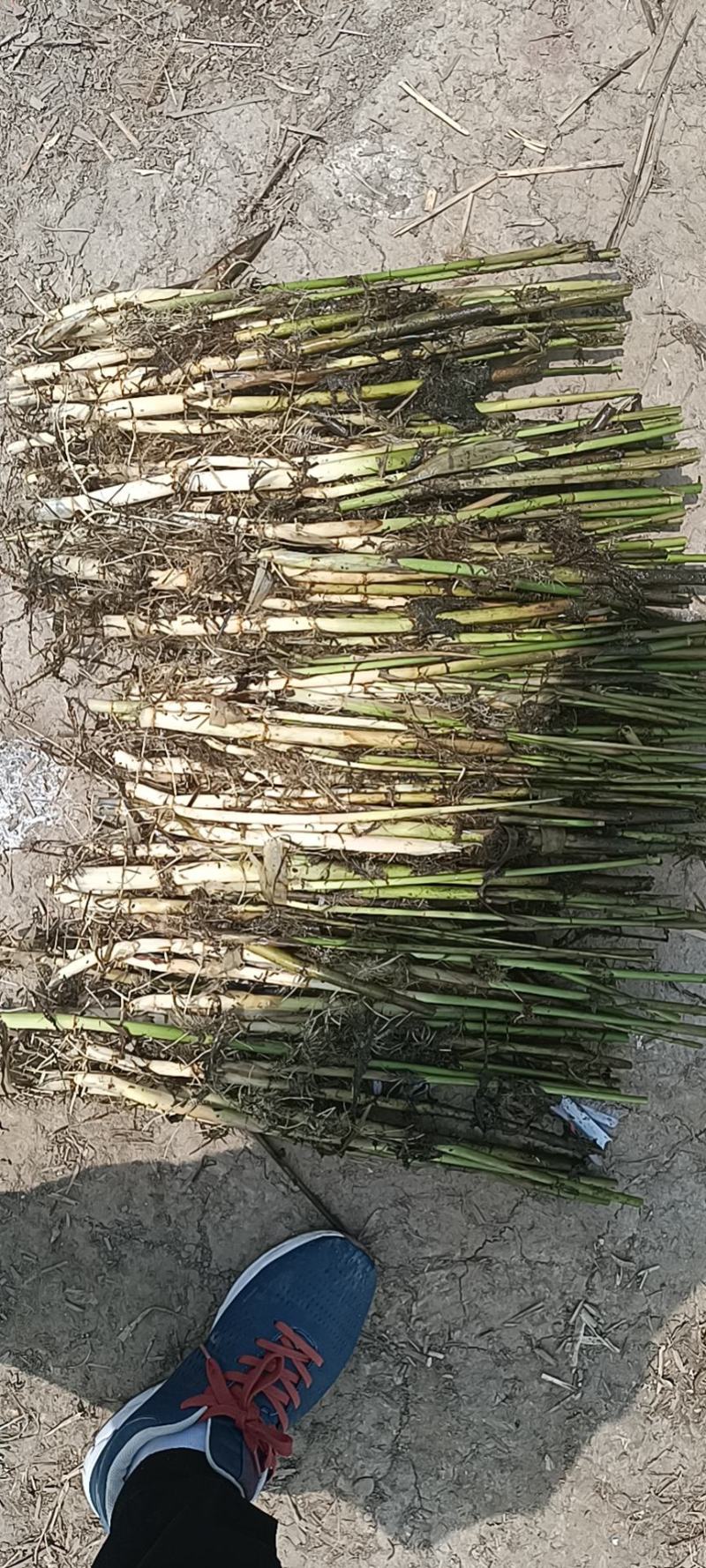 芦苇大量上货产地一手货源品质保证量大优惠
