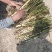 芦苇大量上货产地一手货源品质保证量大优惠