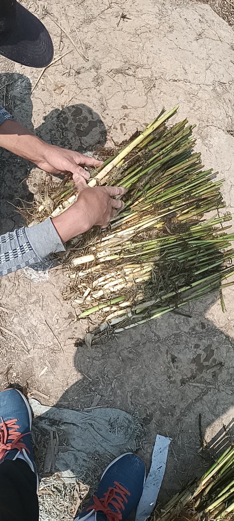芦苇大量上货产地一手货源品质保证量大优惠
