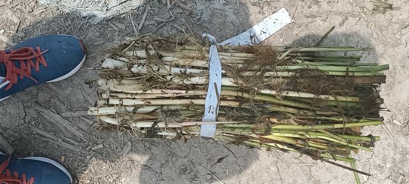 芦苇大量上货产地一手货源品质保证量大优惠