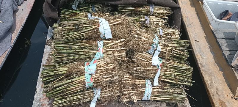 芦苇大量上货产地一手货源品质保证量大优惠