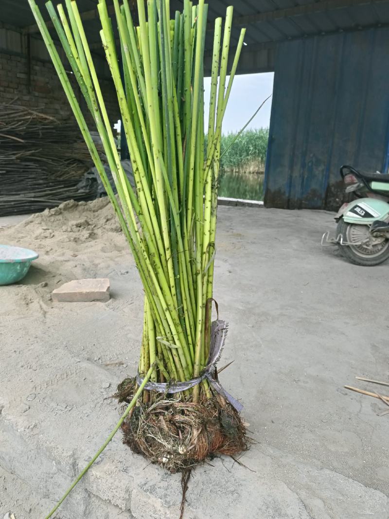 水葱基地直销品质保证成活率高欢迎致电咨询订购