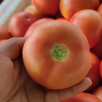 精品硬粉西红柿基地直供一手货源品质保证对接批发商！