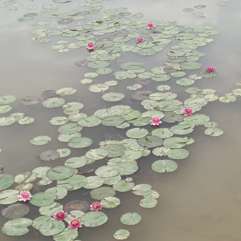 睡莲大量有货供应各种水生植物欢迎进店选购