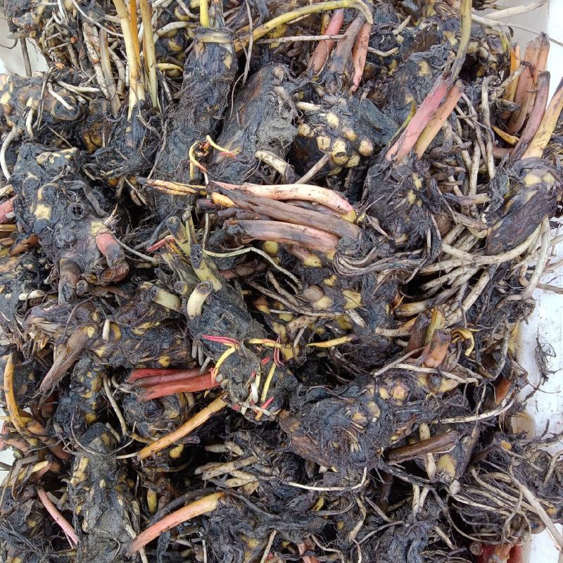睡莲大量有货供应各种水生植物欢迎进店选购