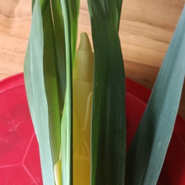 农家自种的茭白现货现搞批发，三斤为—件包邮。