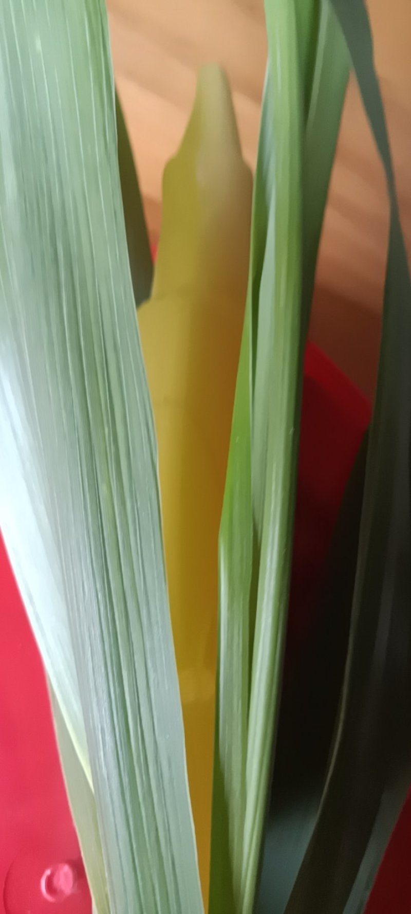 农家自种的茭白现货现搞批发，三斤为—件包邮。