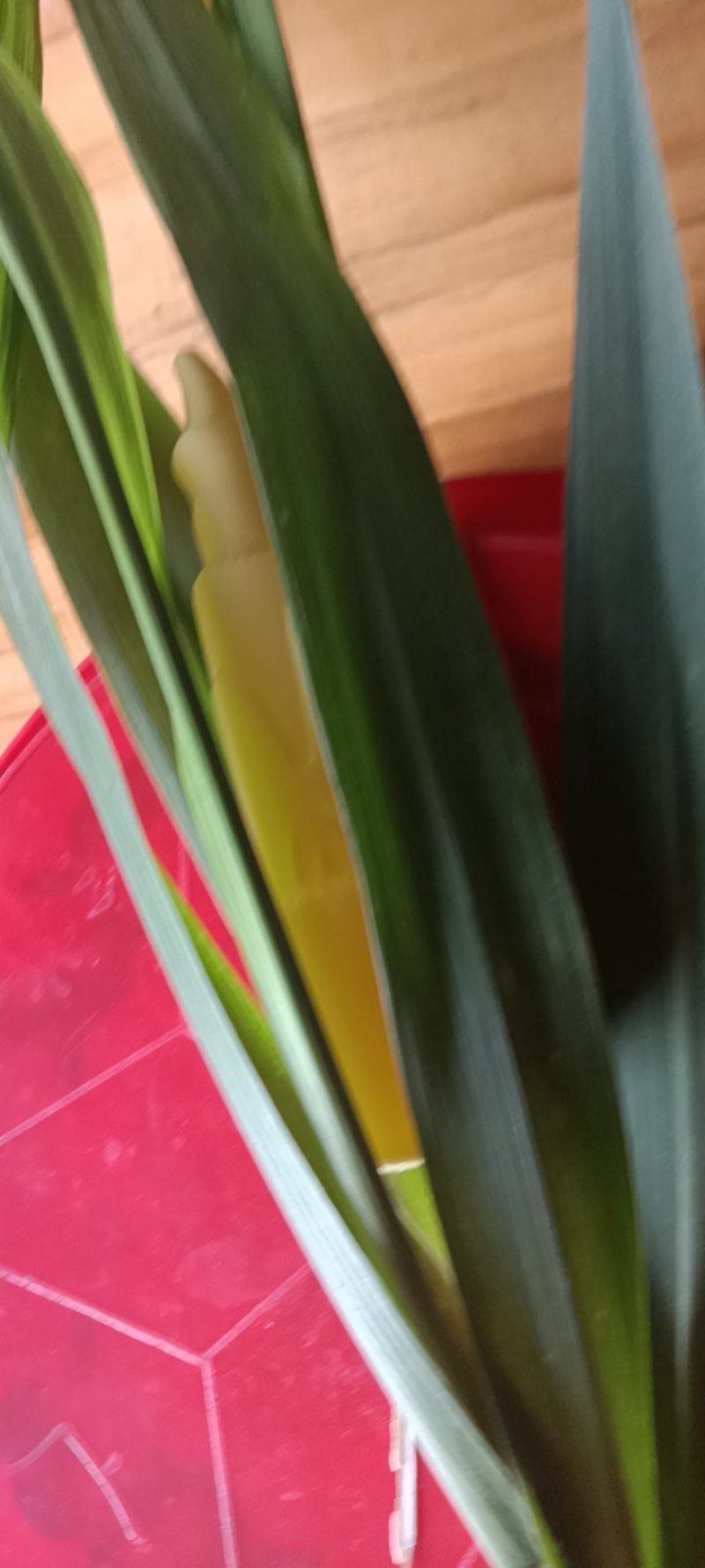农家自种的茭白现货现搞批发，三斤为—件包邮。