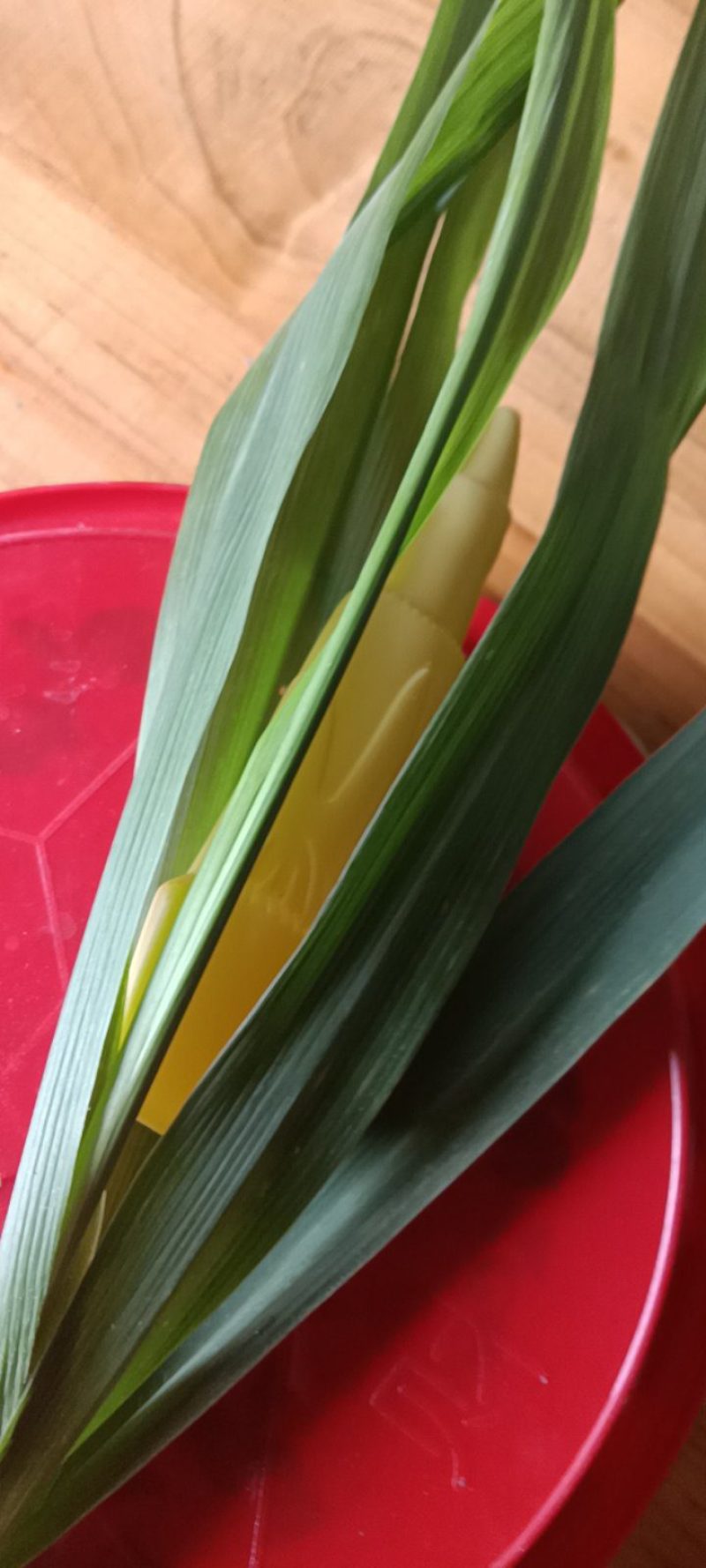 农家自种的茭白现货现搞批发，三斤为—件包邮。
