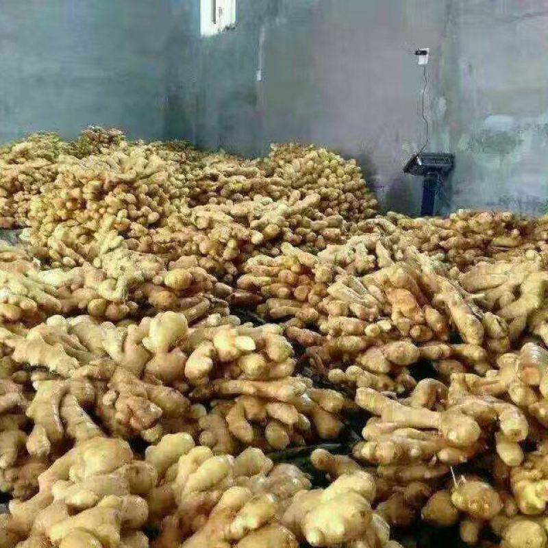 做生姜批发赚钱吗