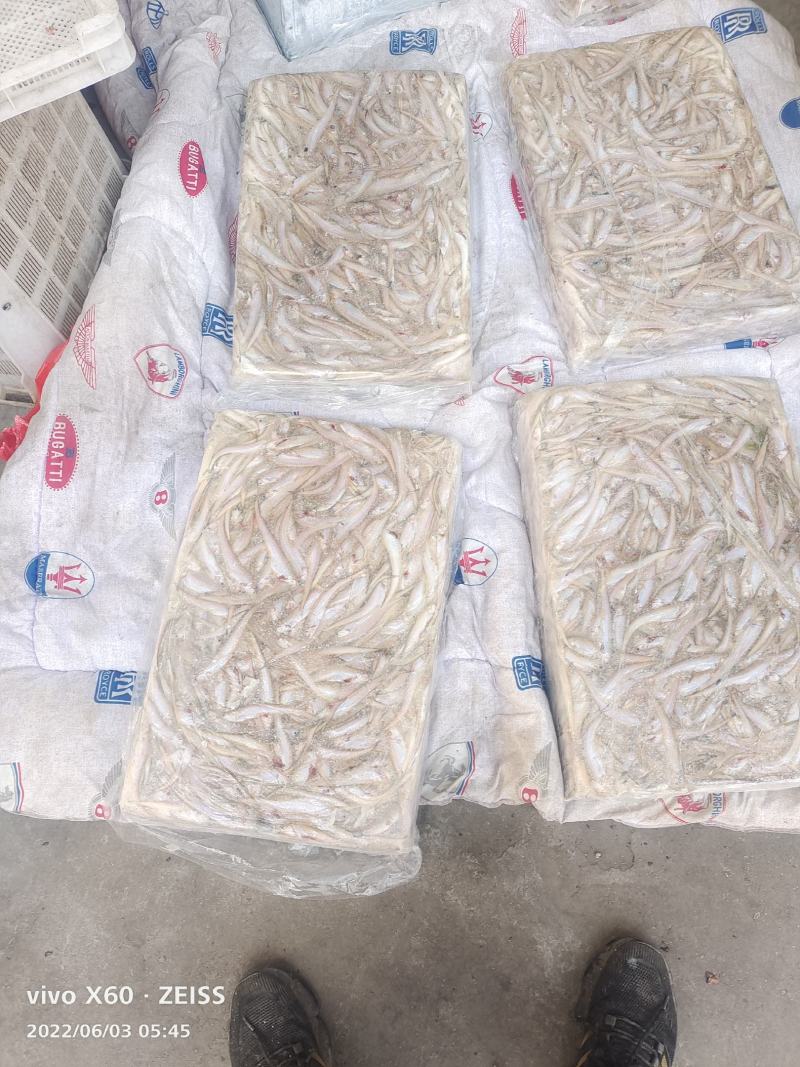 毛刀鱼