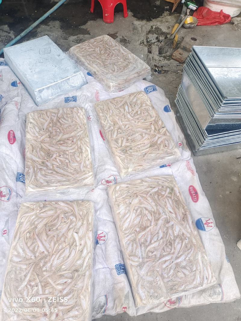 毛刀鱼