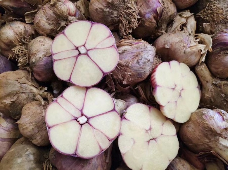 紫皮大蒜特写