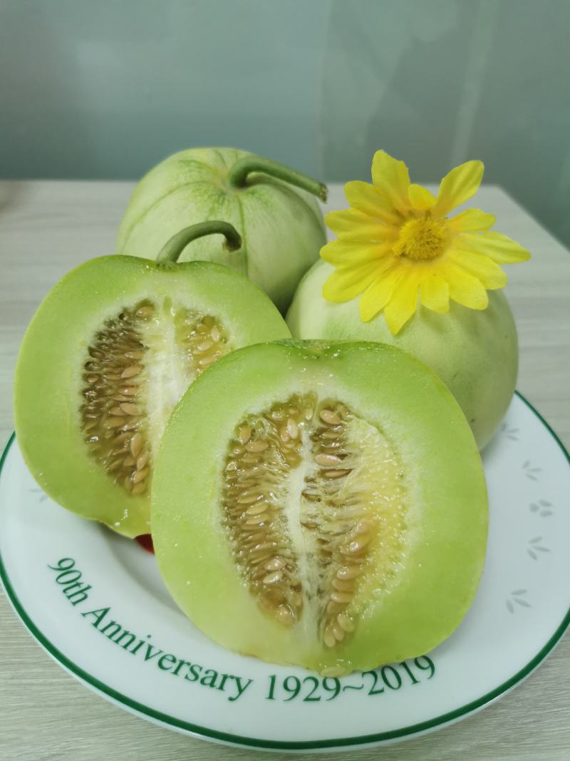 【秋香香瓜】优质杂交品种，口感脆甜，香味浓郁，产量优