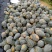 广西香芋南瓜大量上市，够香够粉，基地发货品质好