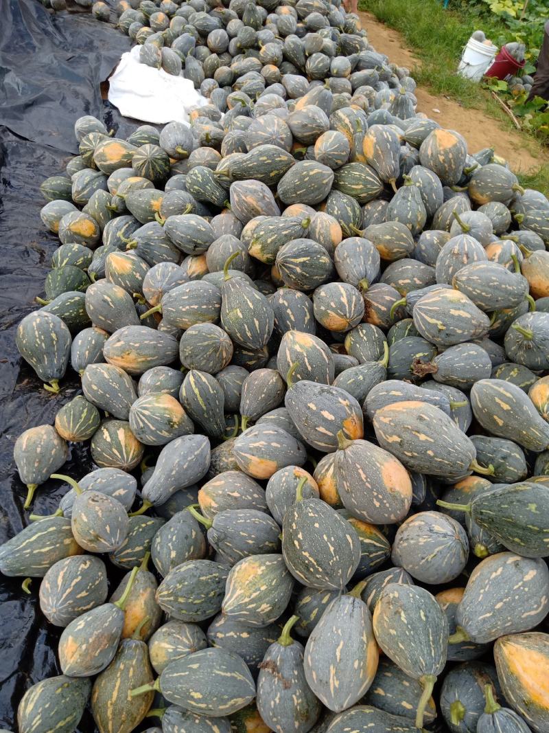 广西香芋南瓜大量上市，够香够粉，基地发货品质好