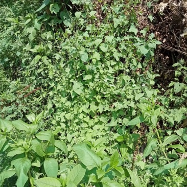 野生植物蛇倒退干货干货