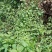 野生植物蛇倒退干货干货