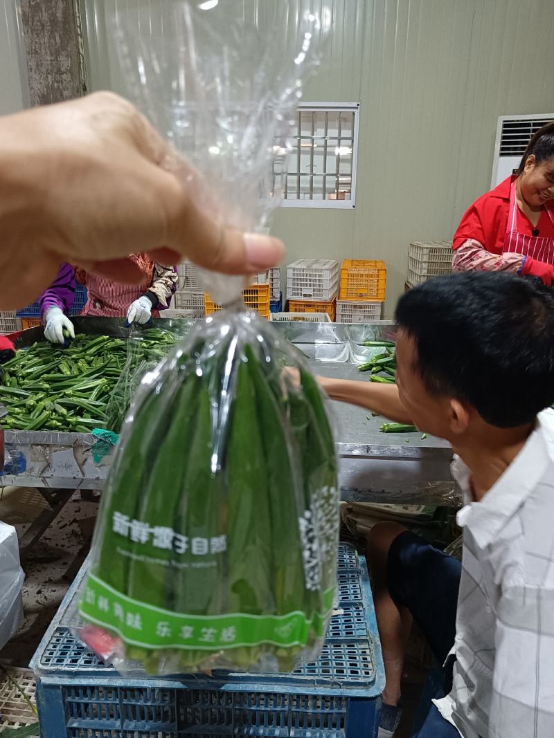 福建秋葵一手货源对接电商市场商超可视频看货保质量