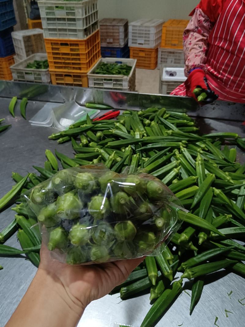 福建秋葵一手货源对接电商市场商超可视频看货保质量