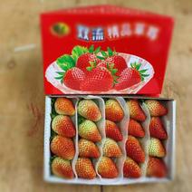 云南商用四季草莓